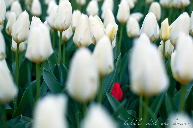 Belonging to Beloved