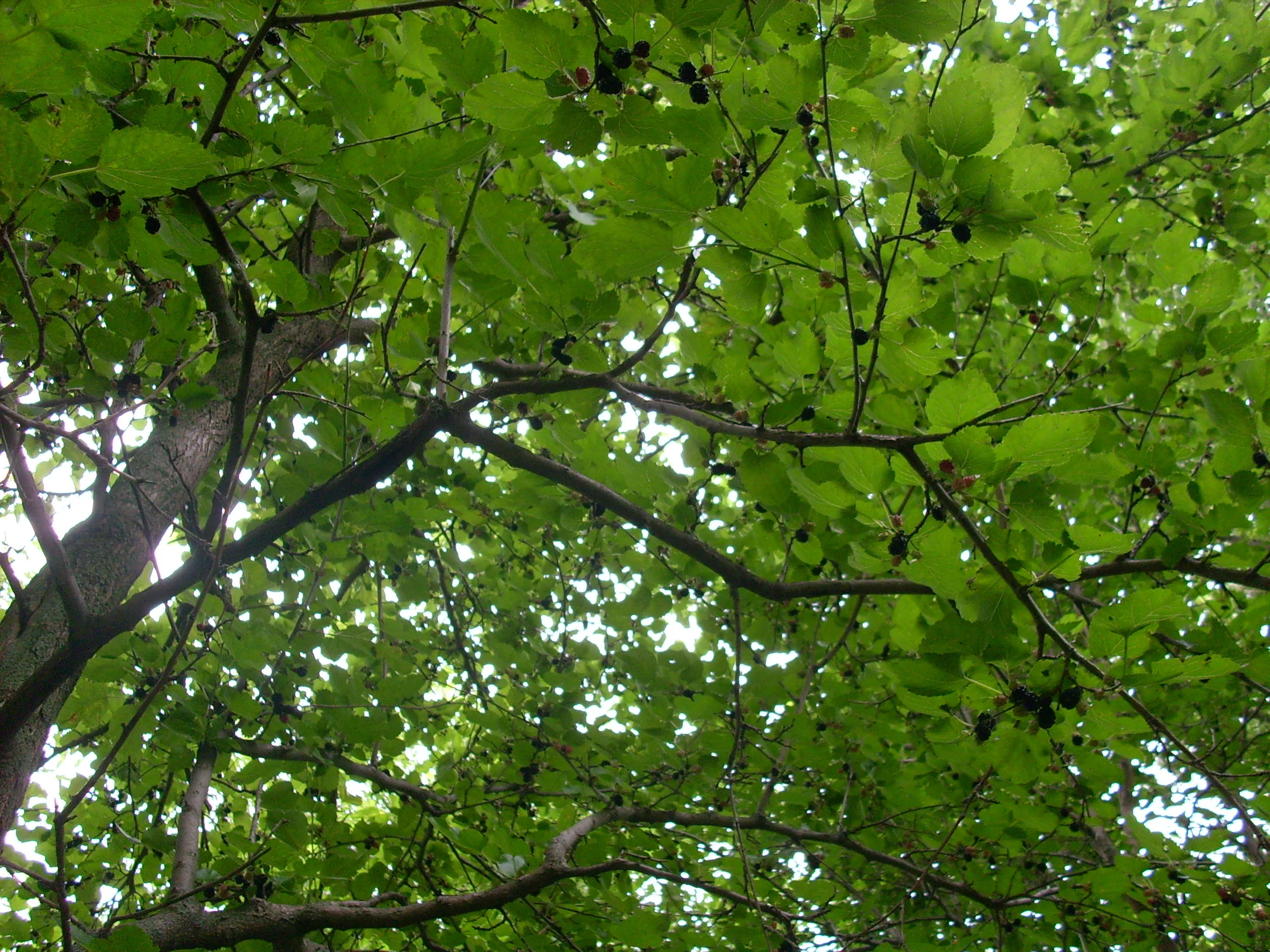 de(tales): mulberries