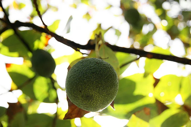 The Price of Avocados {at You Are Here}