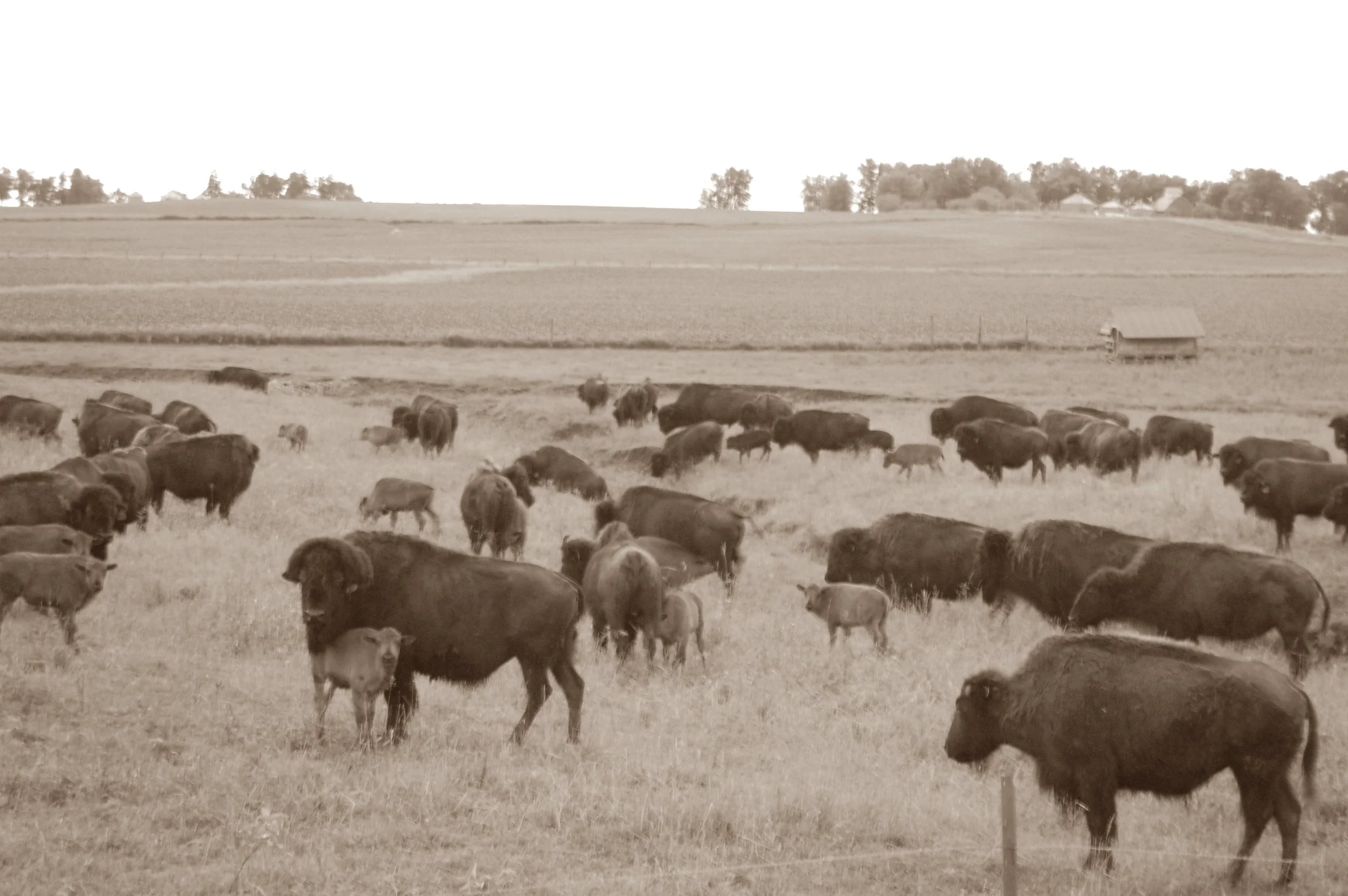 buffalo.jpg