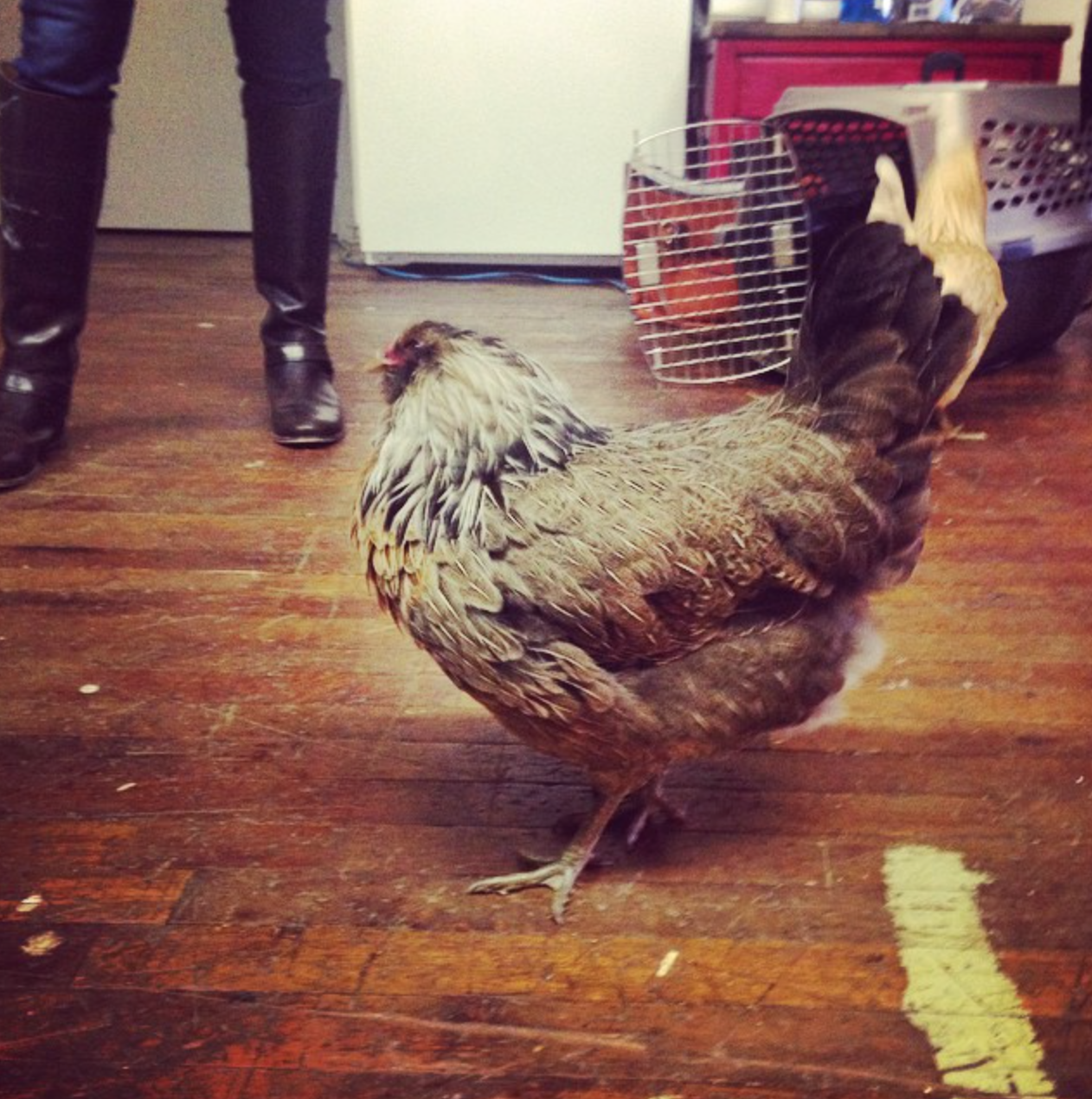 You wouldn't believe the things I learned about chickens today--and they're not even the main subjects of the shoot! Stay tuned for a fun page in our April Local Flavor section with @charmcitycook .png