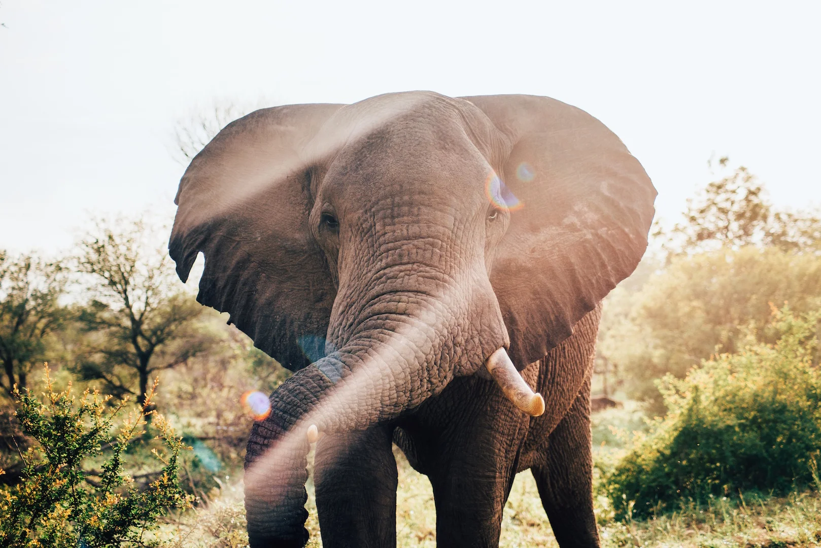 South Africa - Into the Wild