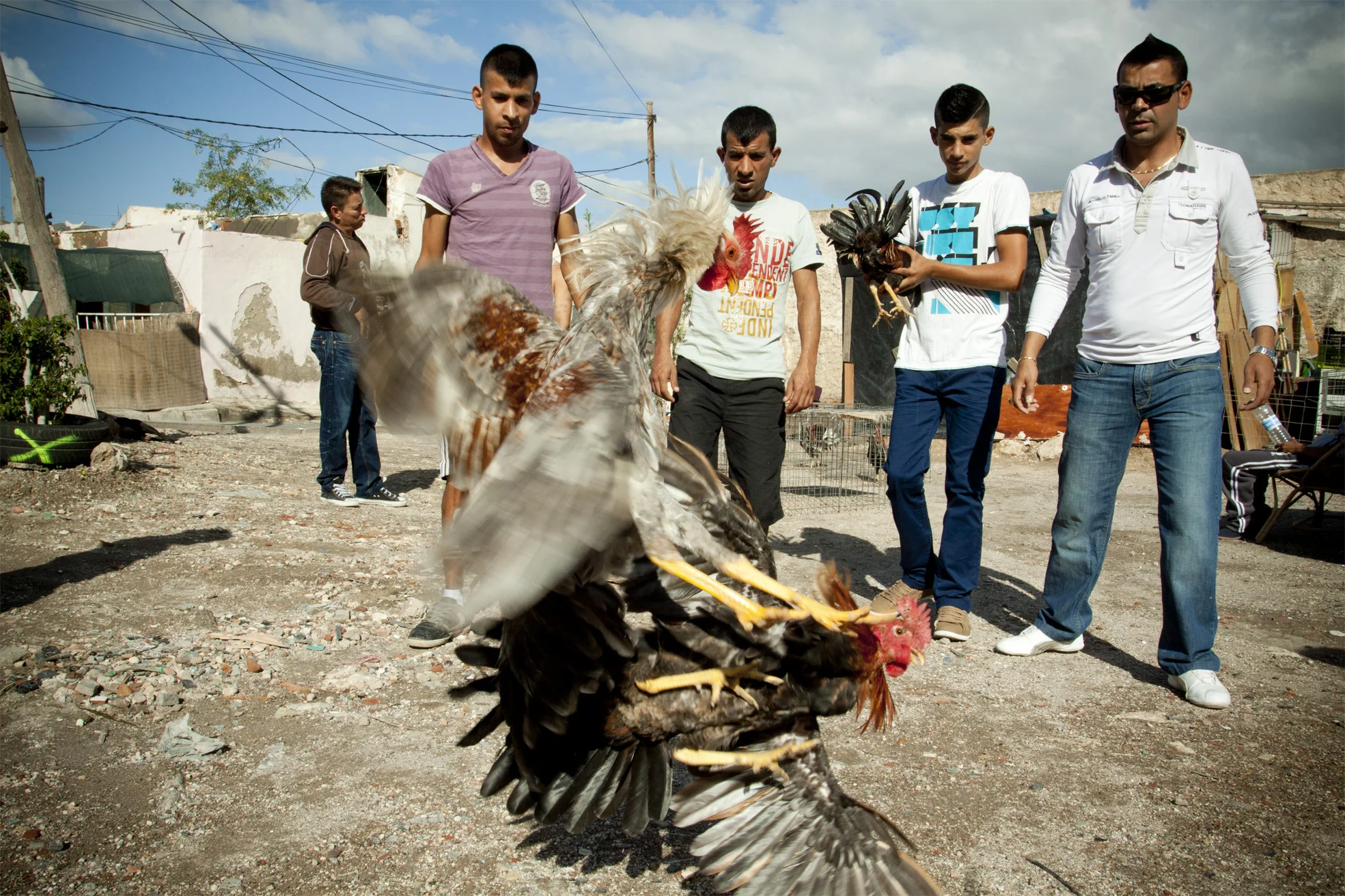 GALLOS1.jpg
