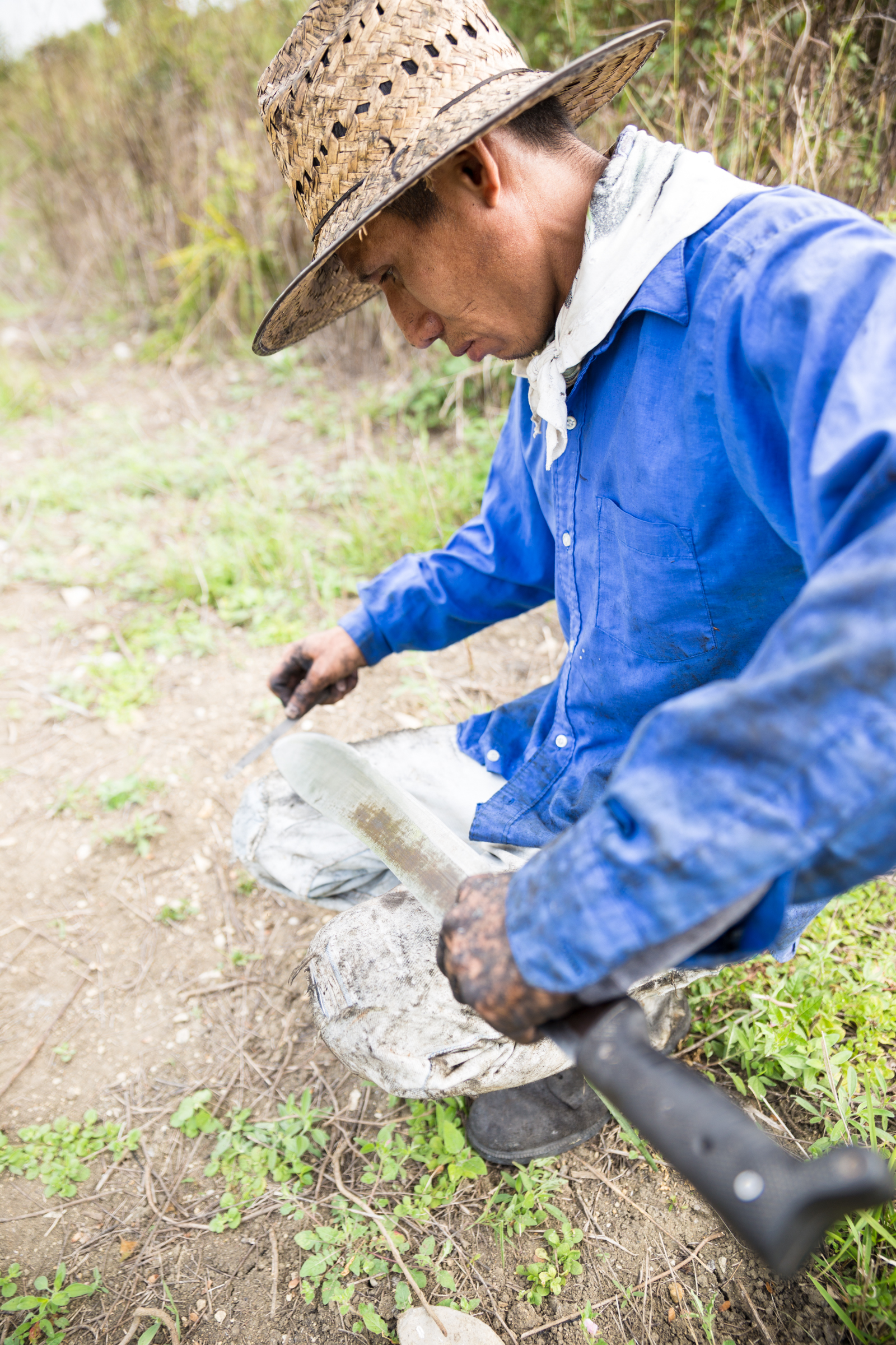   Para tumbar la caña, se requiere una gran mano de obra y como si fuera una prolongación más de sus brazos, el machete se ha convertido en la herramienta principal y todo un símbolo del trabajo de los cañeros.  