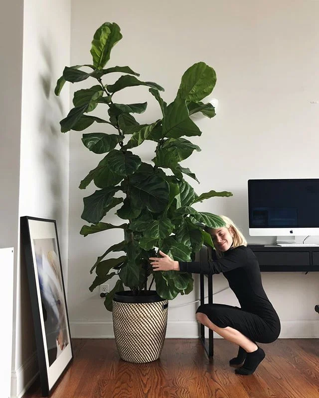 Welcome to the family, Treebert.