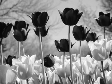 Tulip Bouquet B&W.jpg