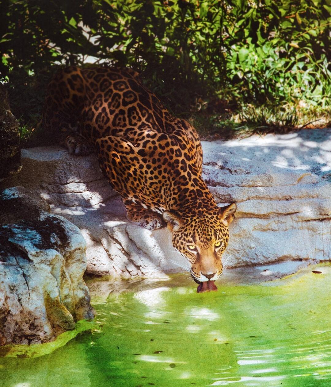 (Arrr matey, there be cussing ahead). Don't give up on your art too soon.

I was going through some zoo photos from all the way back in July, when I came across this shot of a gorgeous jaguar I DESPERATELY wished I'd taken better.

It was a split sec