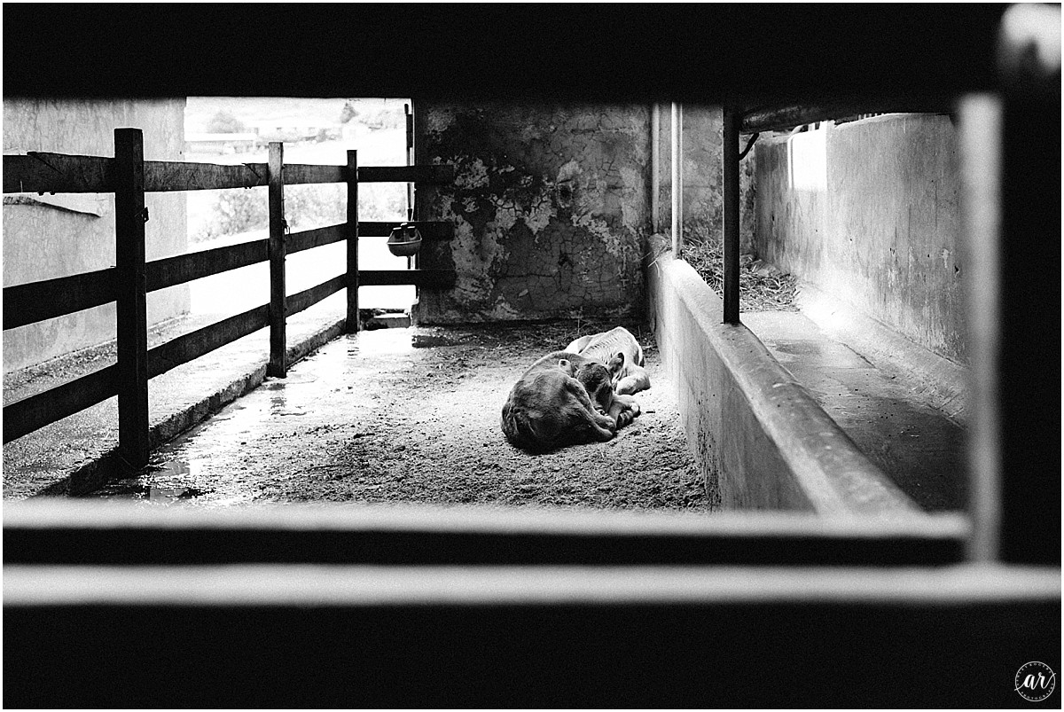 Ashley_Rogers_Photography_South_Florida_Photographer_Orlando_Photographer_Costa_Rica_Photographer_0304.jpg