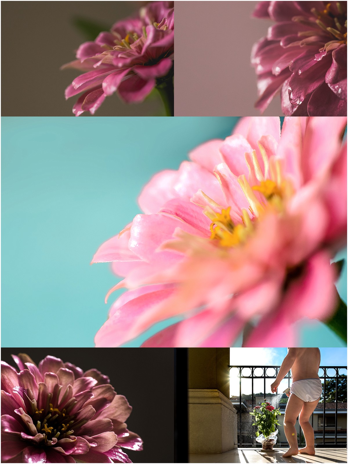 If you follow my Facebook or Instagram, you know that I also received some sad news about a close friend of mine -- her cancer is back. I know she will beat this again, but, in my opinion, prayers are ALWAYS helpful. So, I bought her these flowers and say a prayer every time I see them. If you're the praying type, send one for her and her family. I know she will come out of this stronger than ever -- she's just that type of person that amazes you daily -- whether it be her mothering skills, the work she does, her STUNNING images, her amazing advice, etc. I also know that I am not very good at macro photography. 