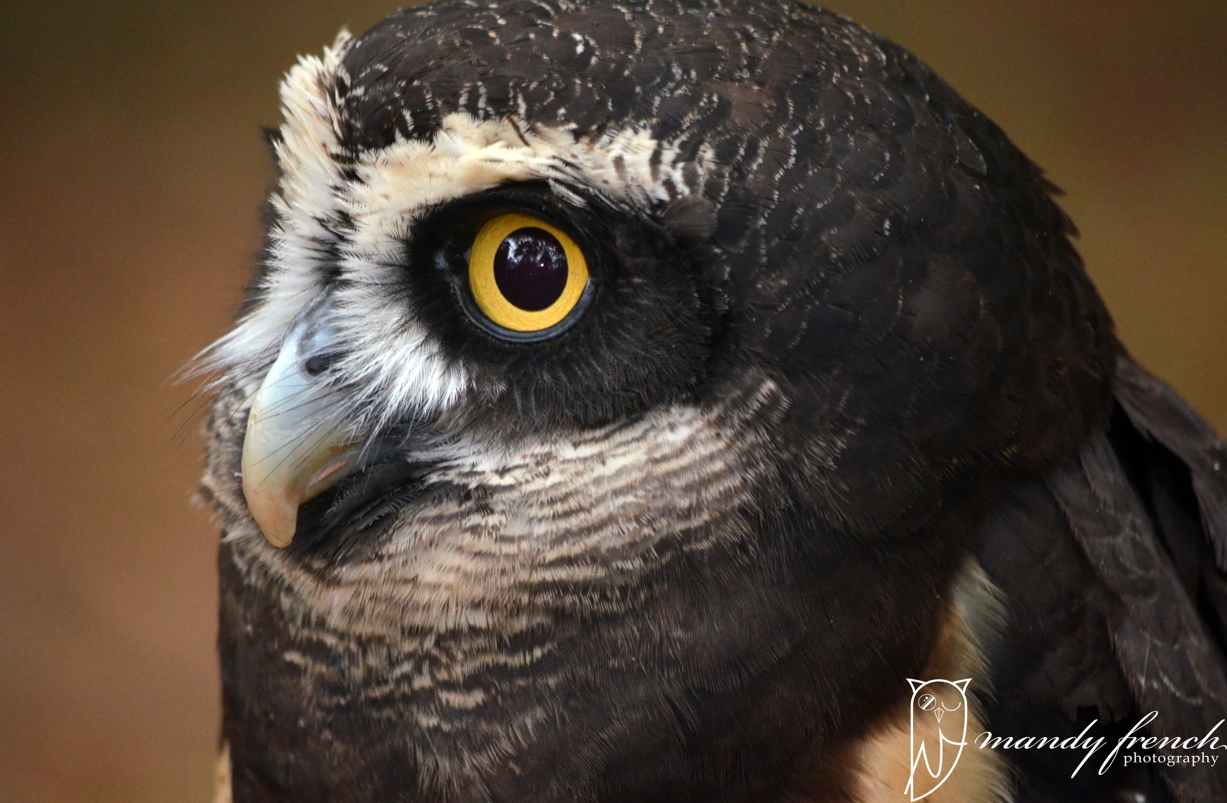 OwlsOctober2013_079WM.jpg