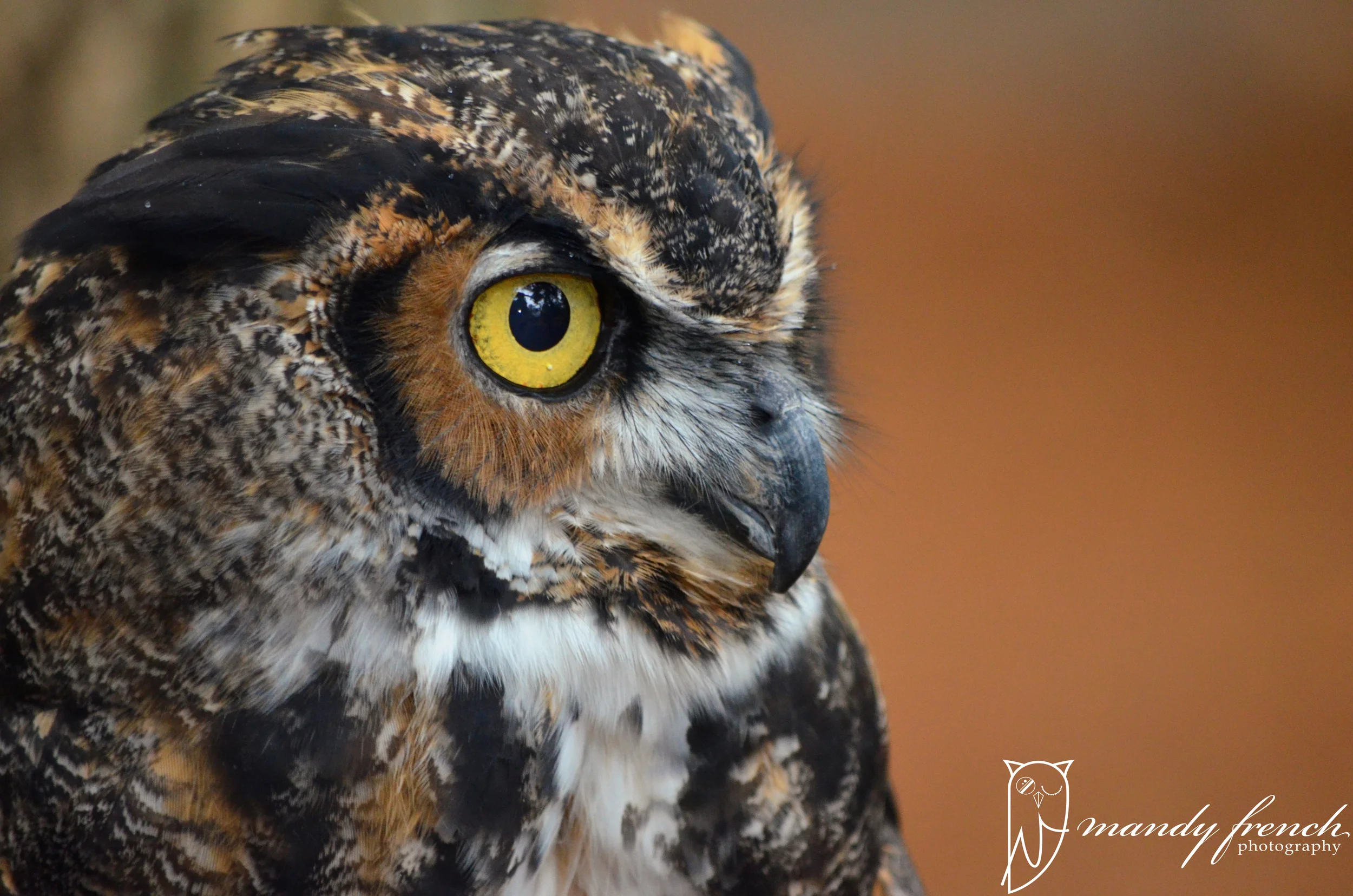 OwlsOctober2013_097WM.jpg