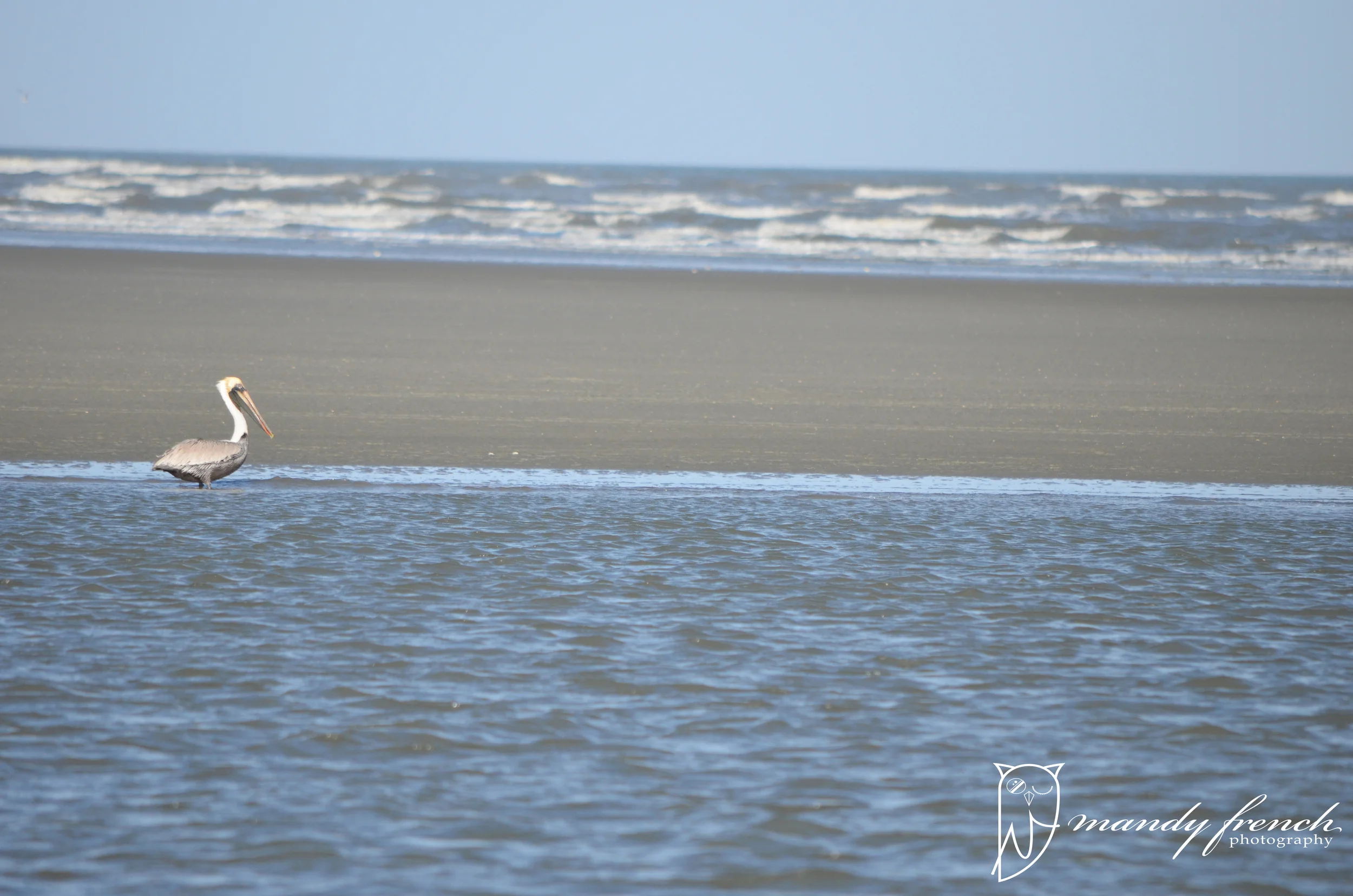 PelicanApril2015WM.jpg