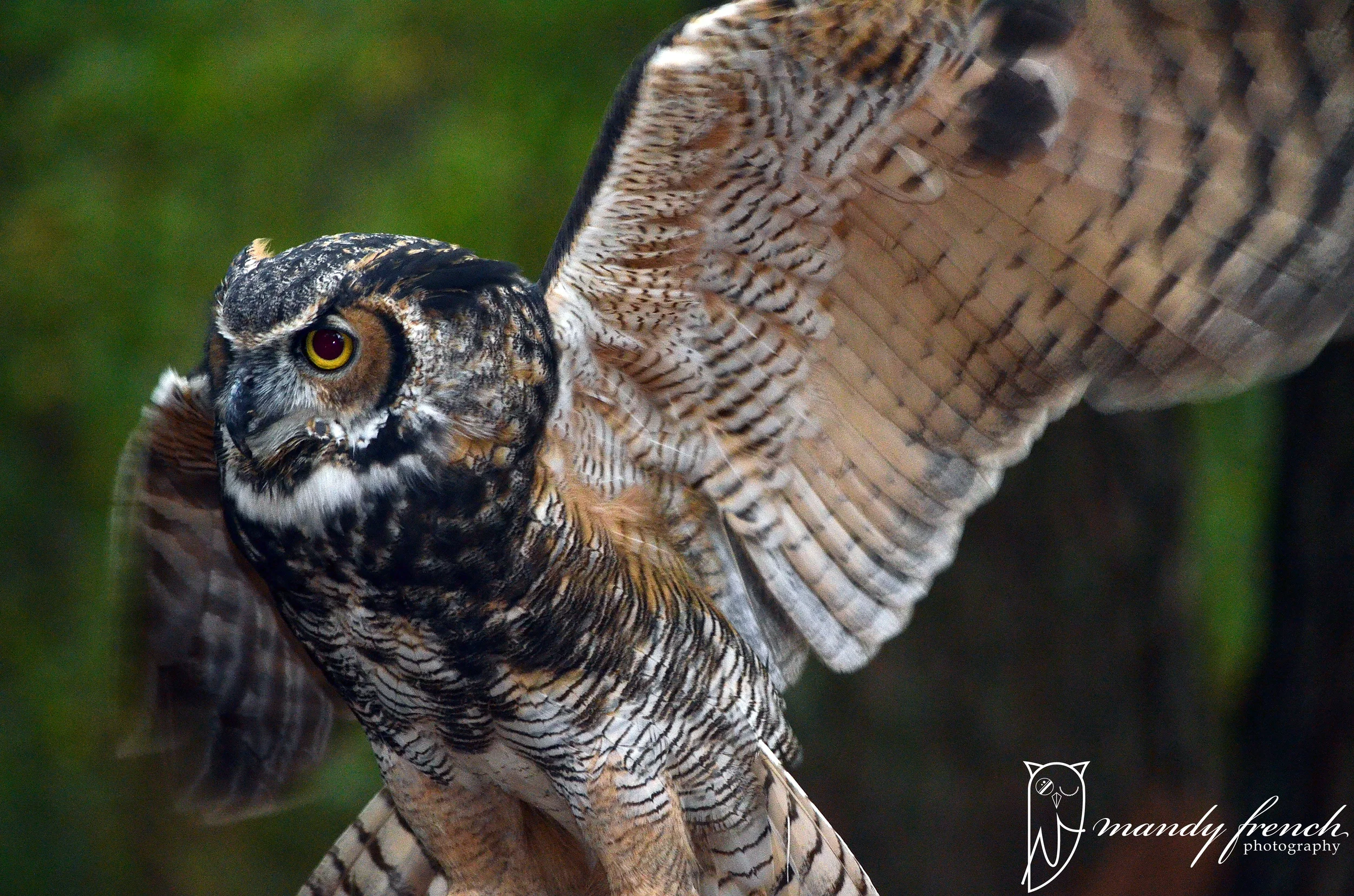 OwlsOctober2013_040WM.jpg