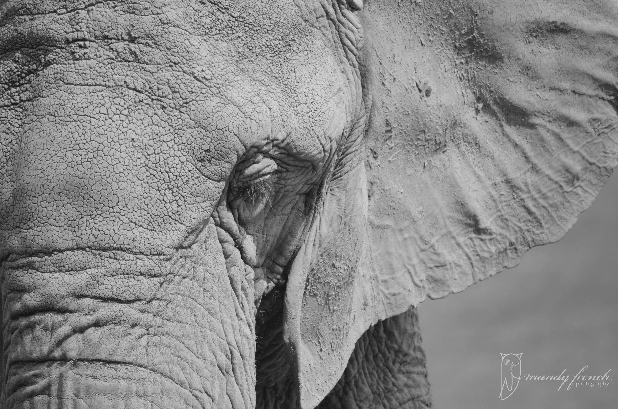 ElephantNCZoo_006bw.jpg