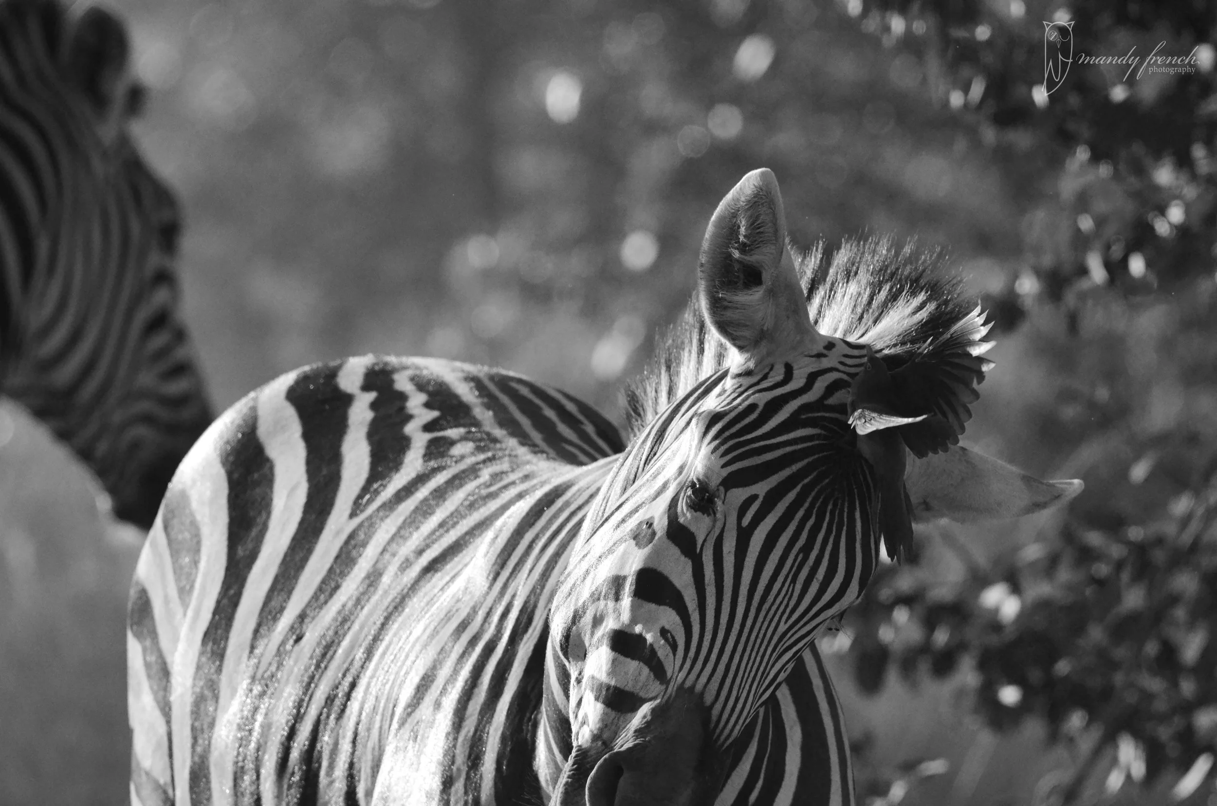 Zebra.jpg