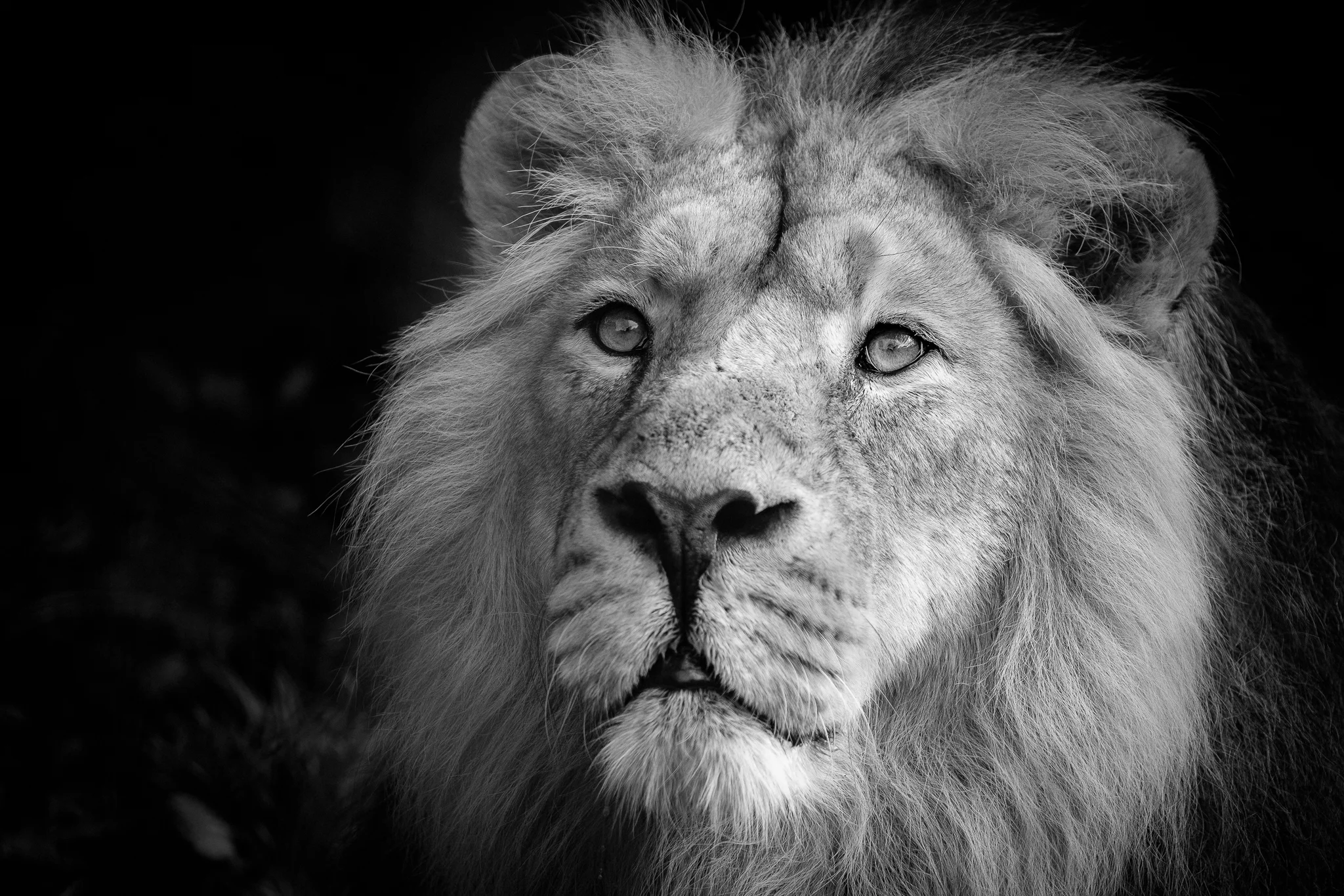 Iblis, Asiatic Lion.