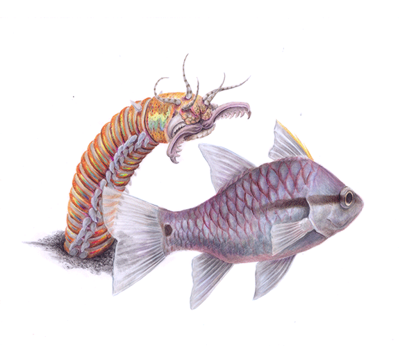 Bobbit Worm Prey Capture