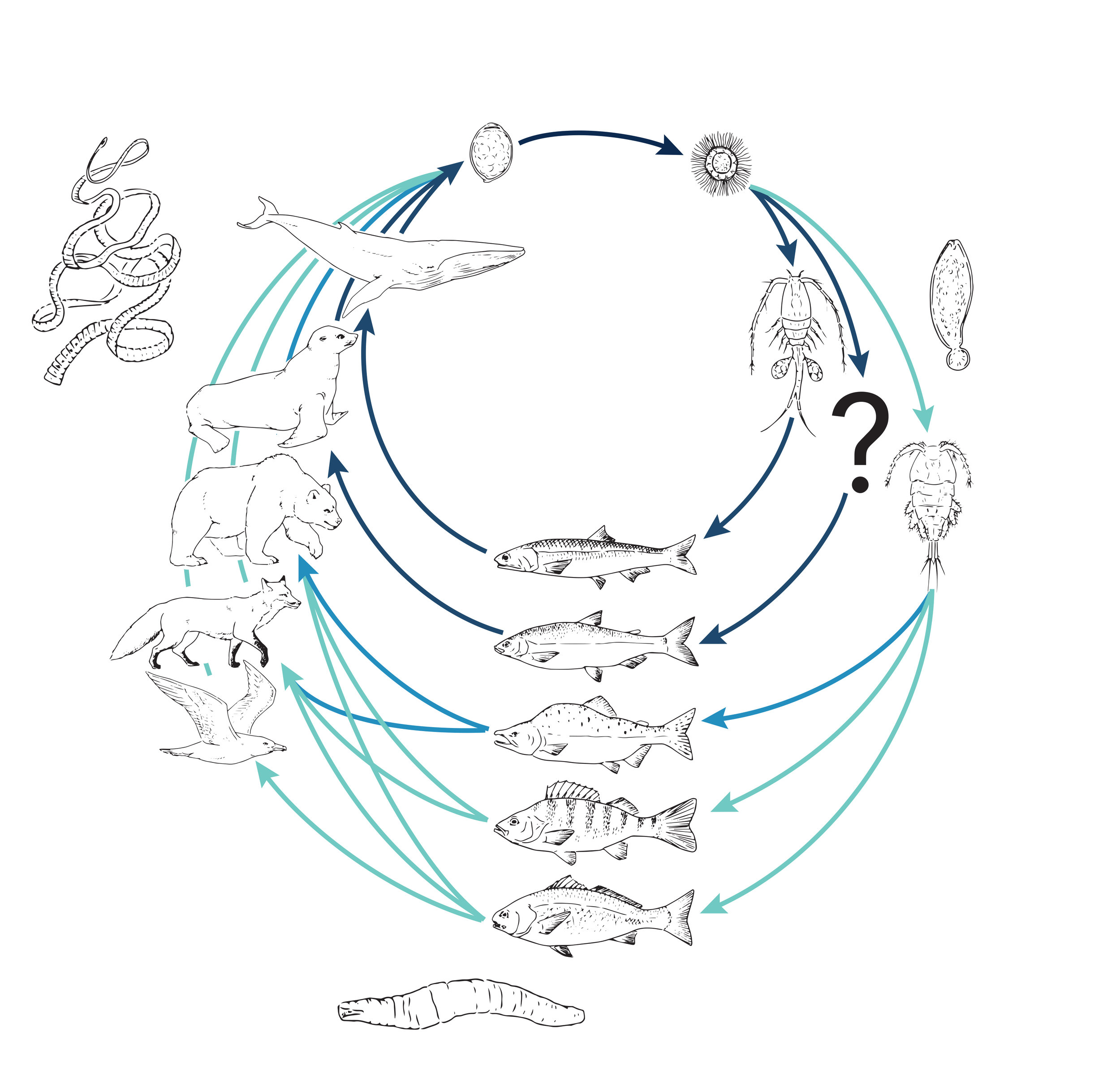 Diphyllobothrium lifecycle (b&w).jpg