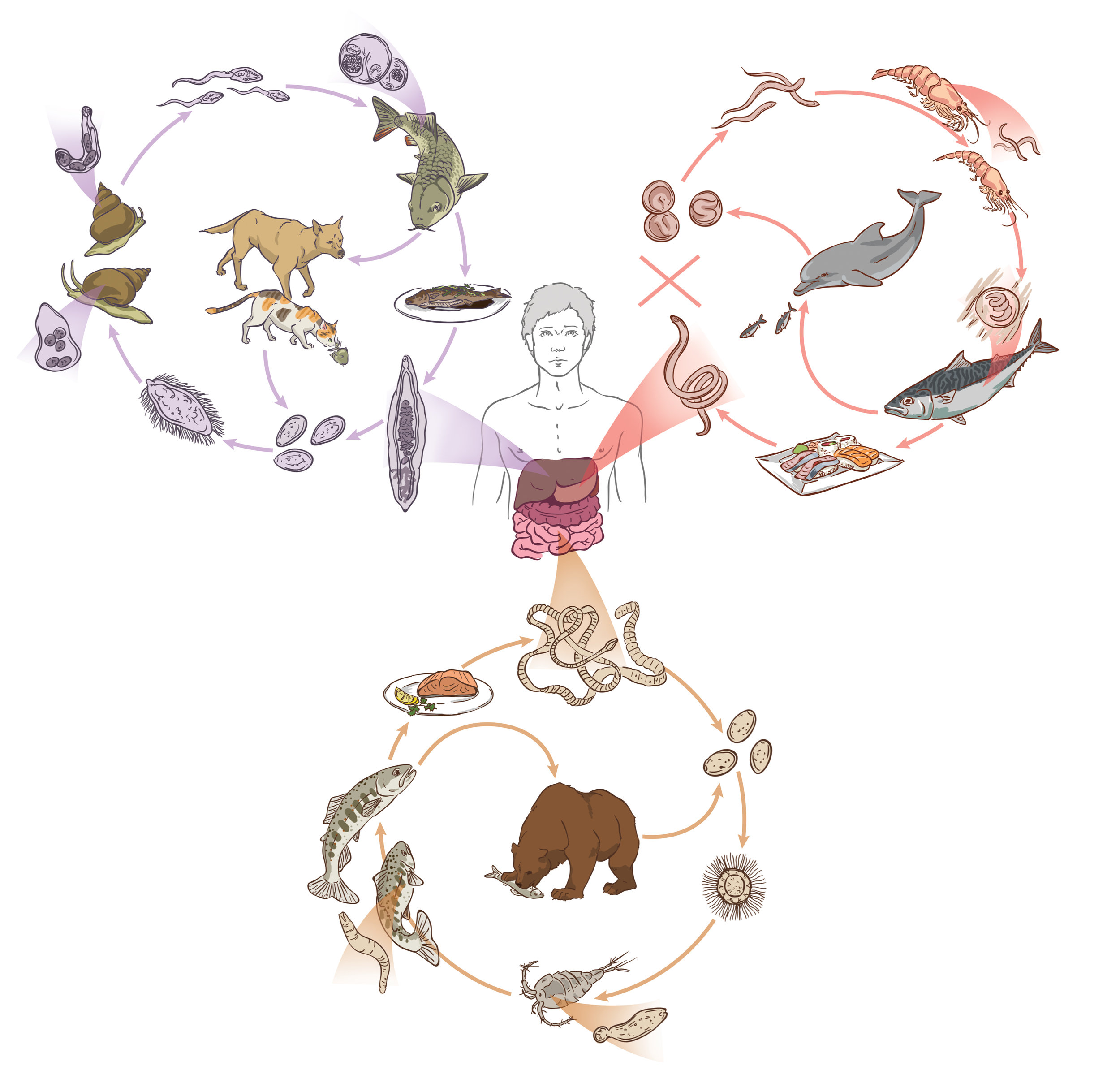 zoonotic cycle final (RGB).jpg