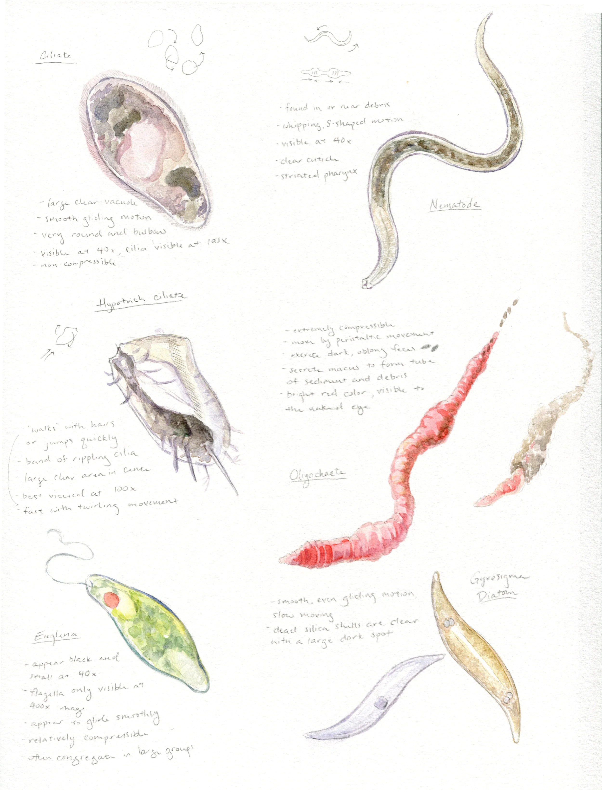 Early sketches as I was trying to familiarize myself with my new friends.
