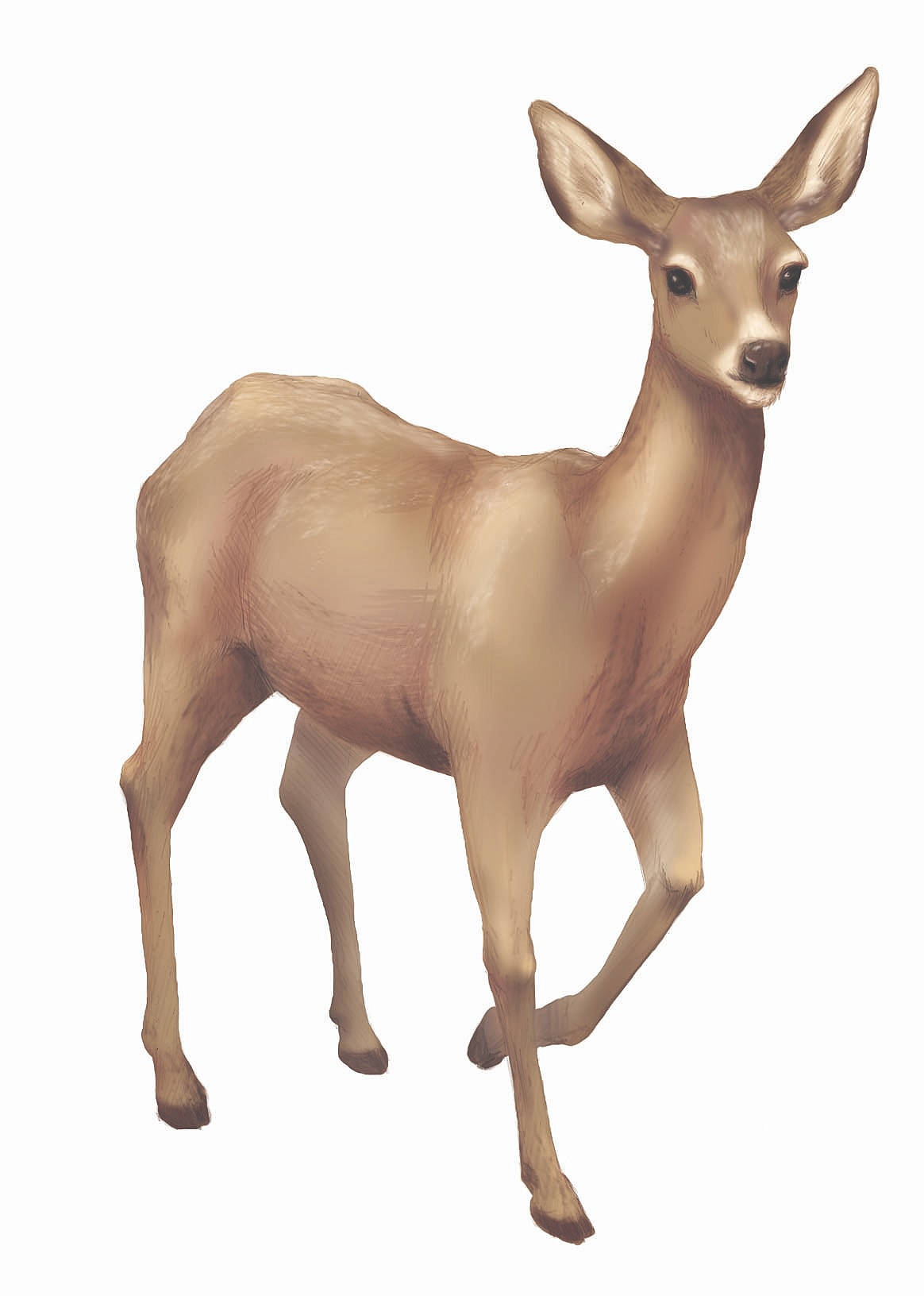 Mule Deer