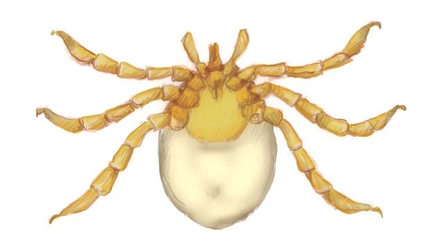 Lil’ baby larval tick
