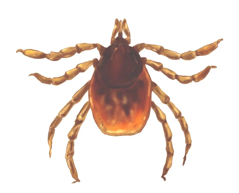 Teenage tick nymph