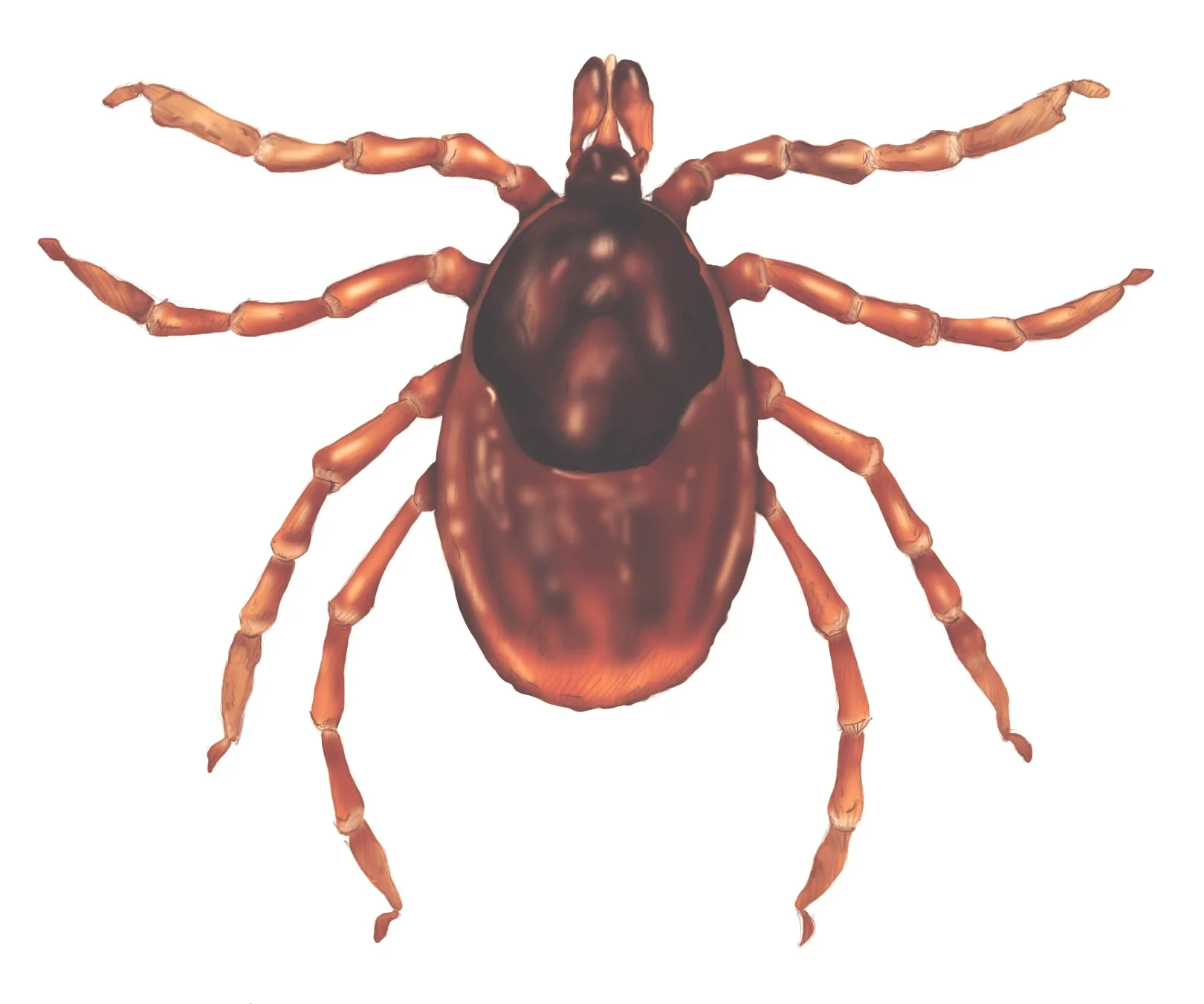 Momma tick