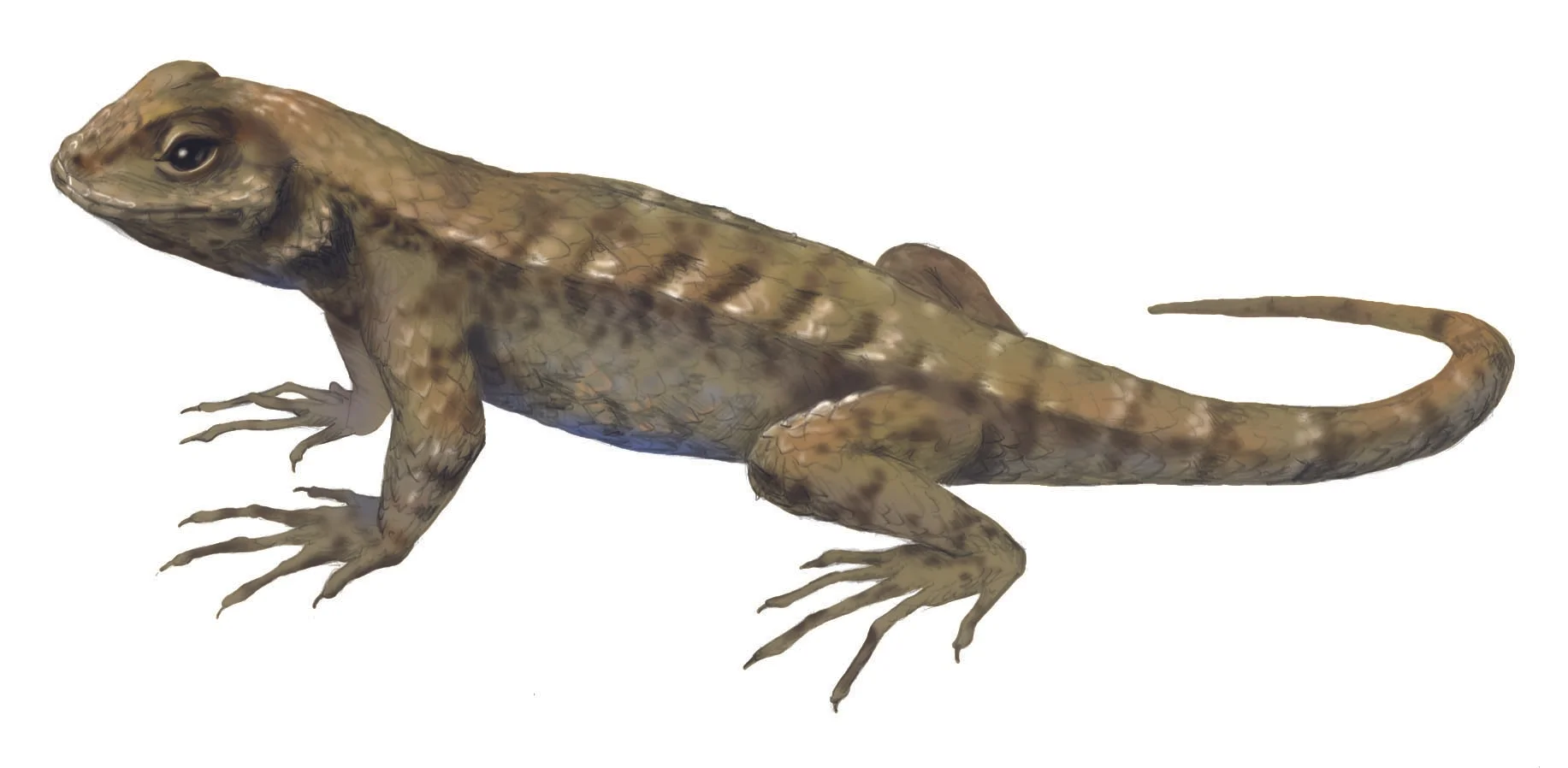 Western Fence Lizard