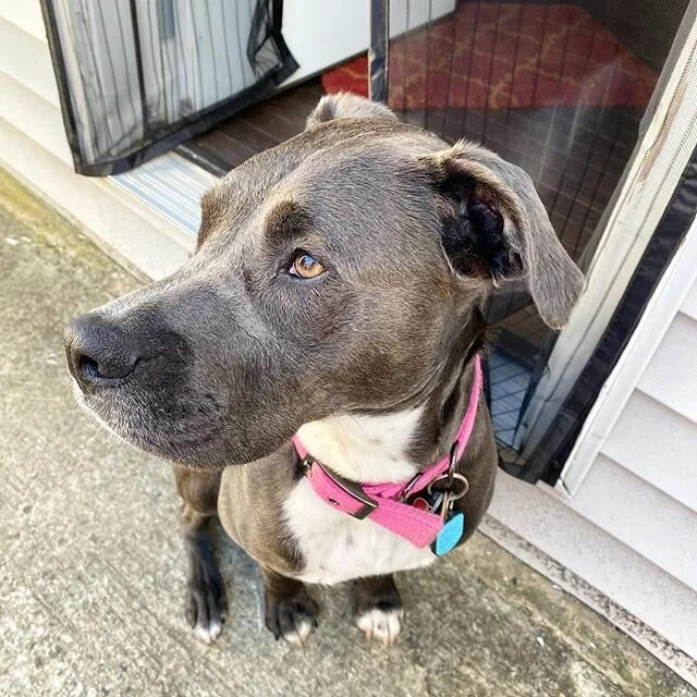 majestic ada. #latergram #philly #doglife