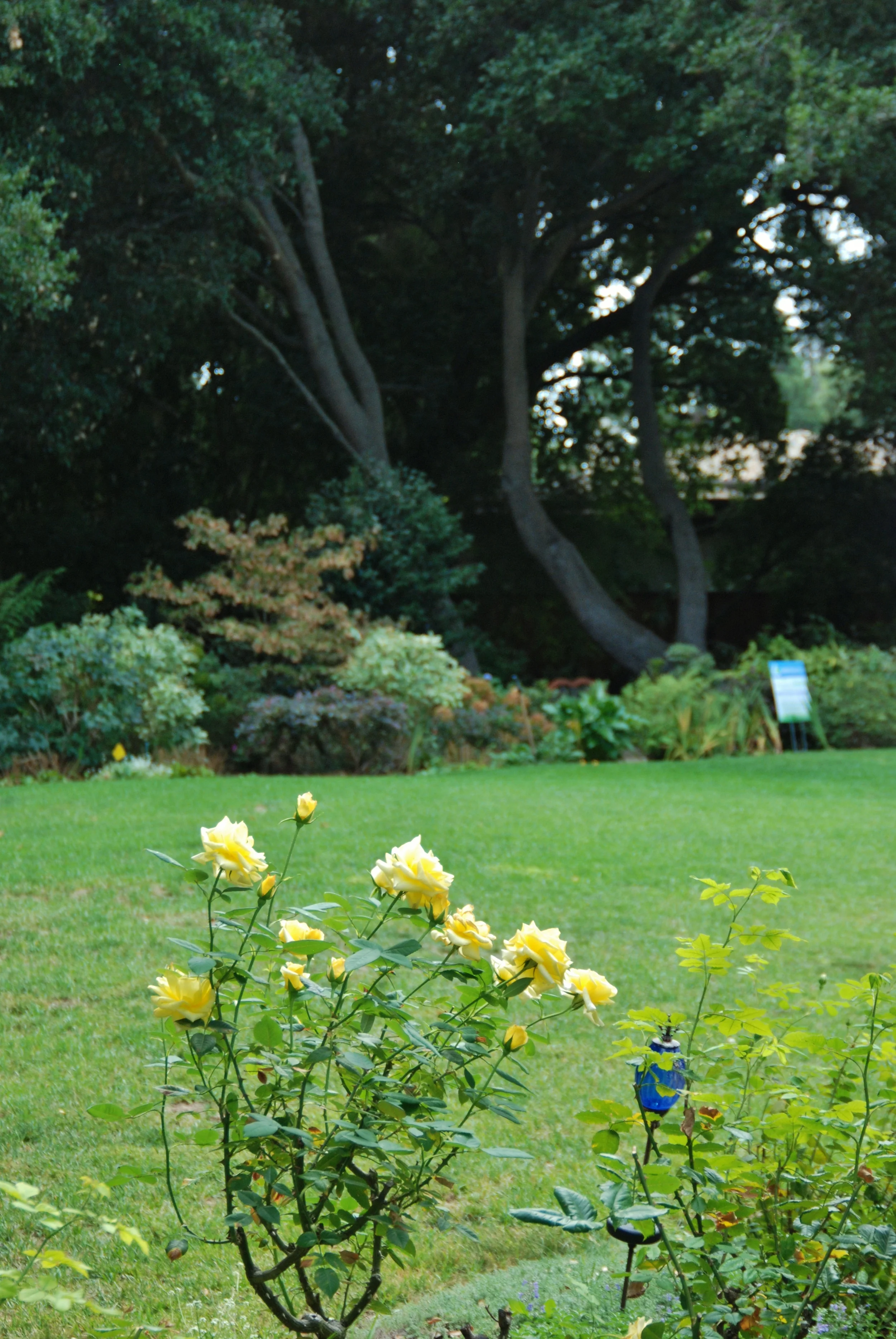Glassey09.JPG