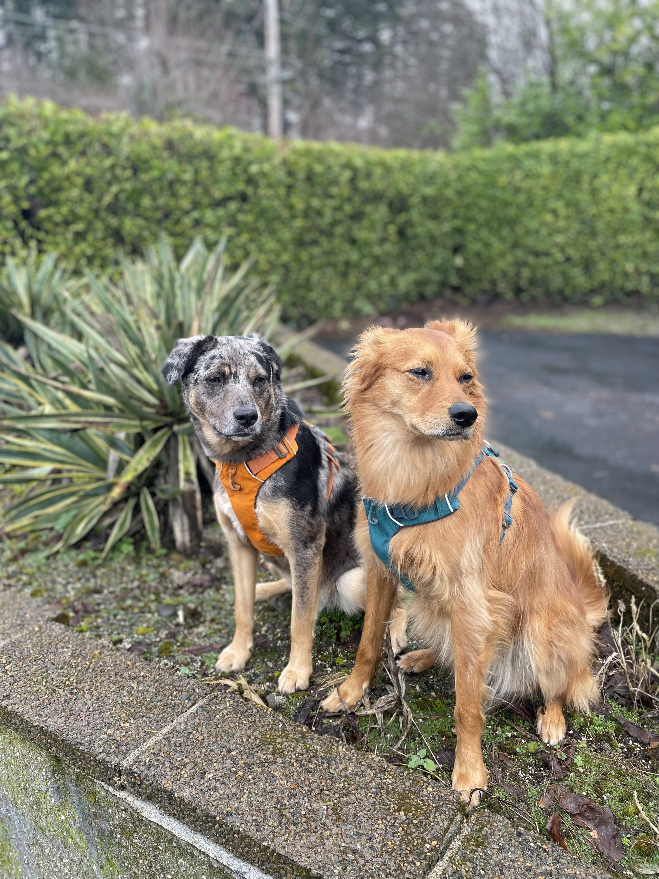 Meadowlark Immigration PC OUR TEAM