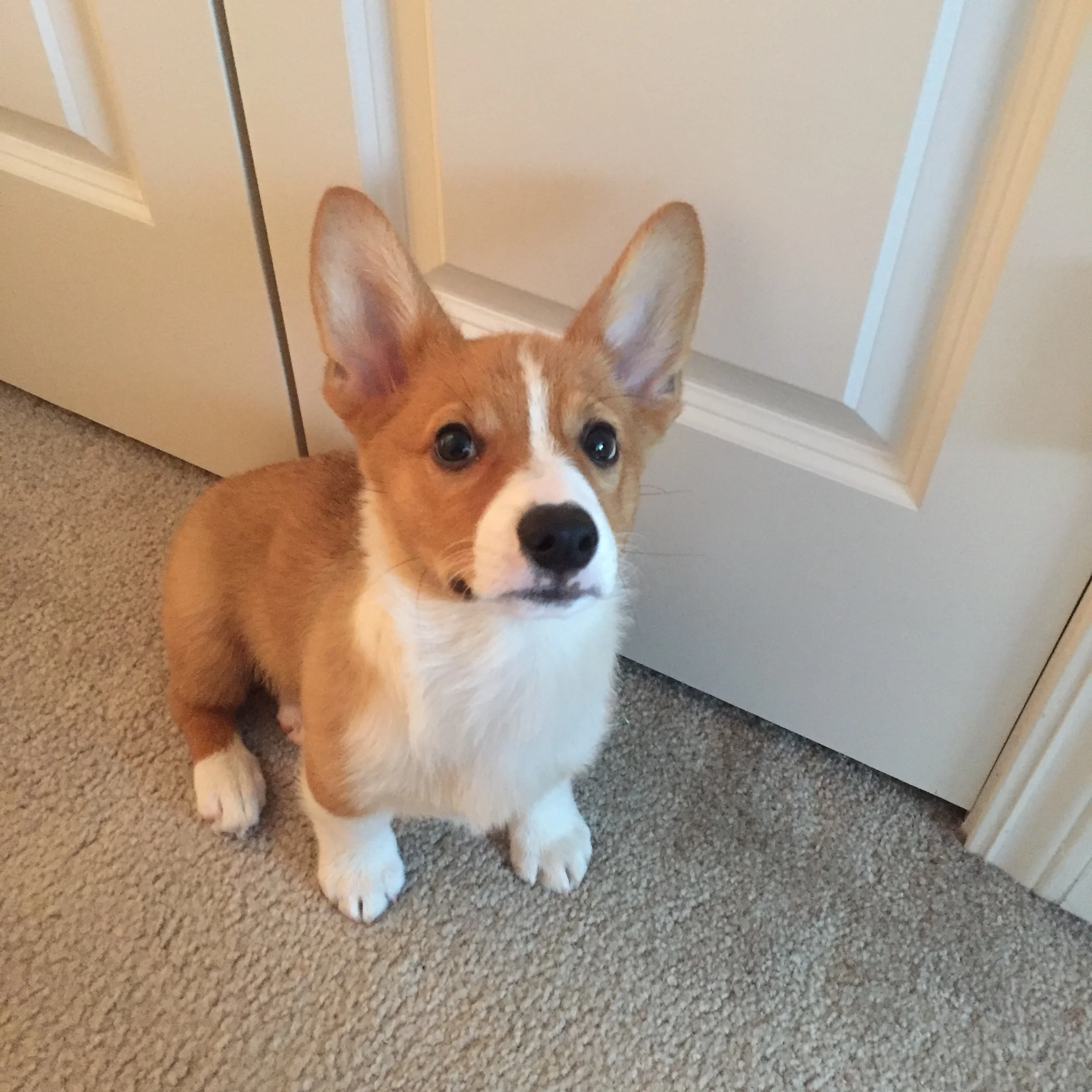 Becoming Puppy Parents