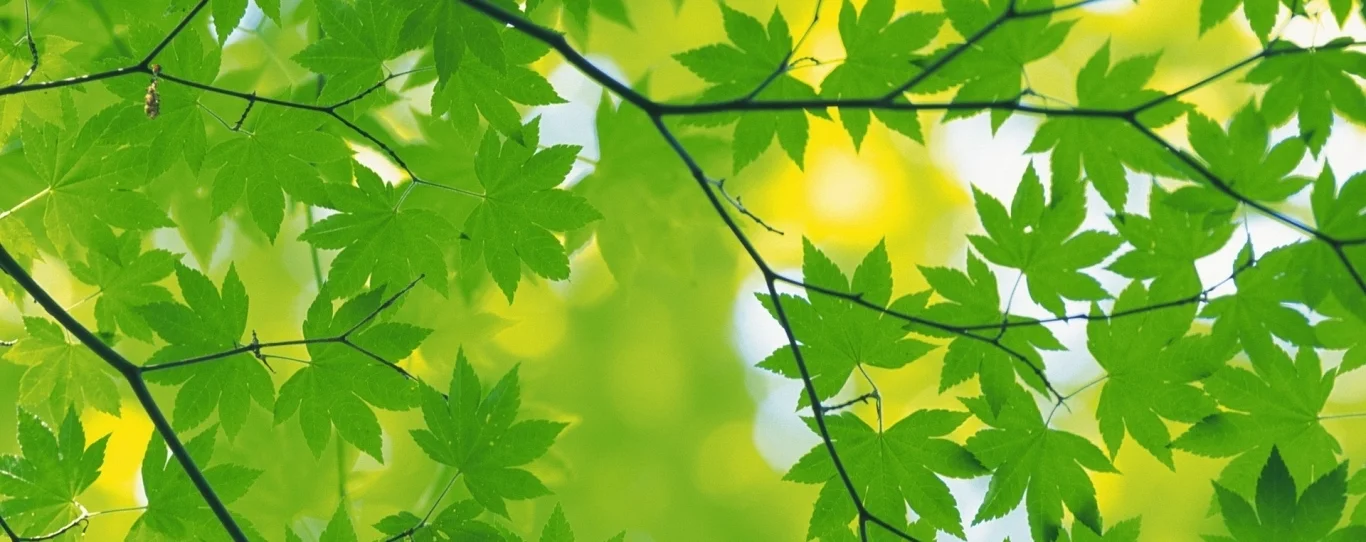 maple_leaves_branch_green_90004_1366x768.jpg