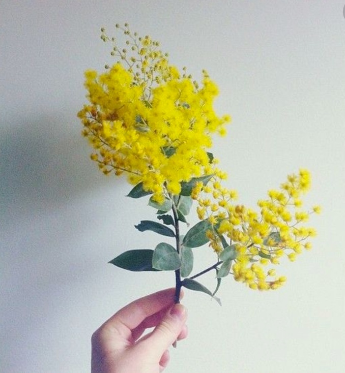 Wattle.jpeg