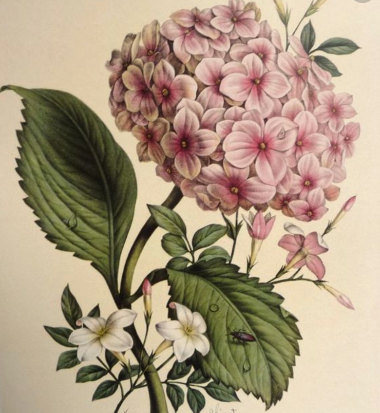 Hydrangea.jpeg
