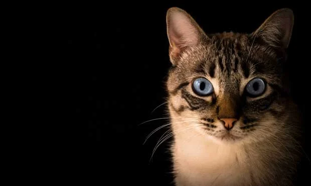 cat_pacto-visual-unsplash_620.jpg