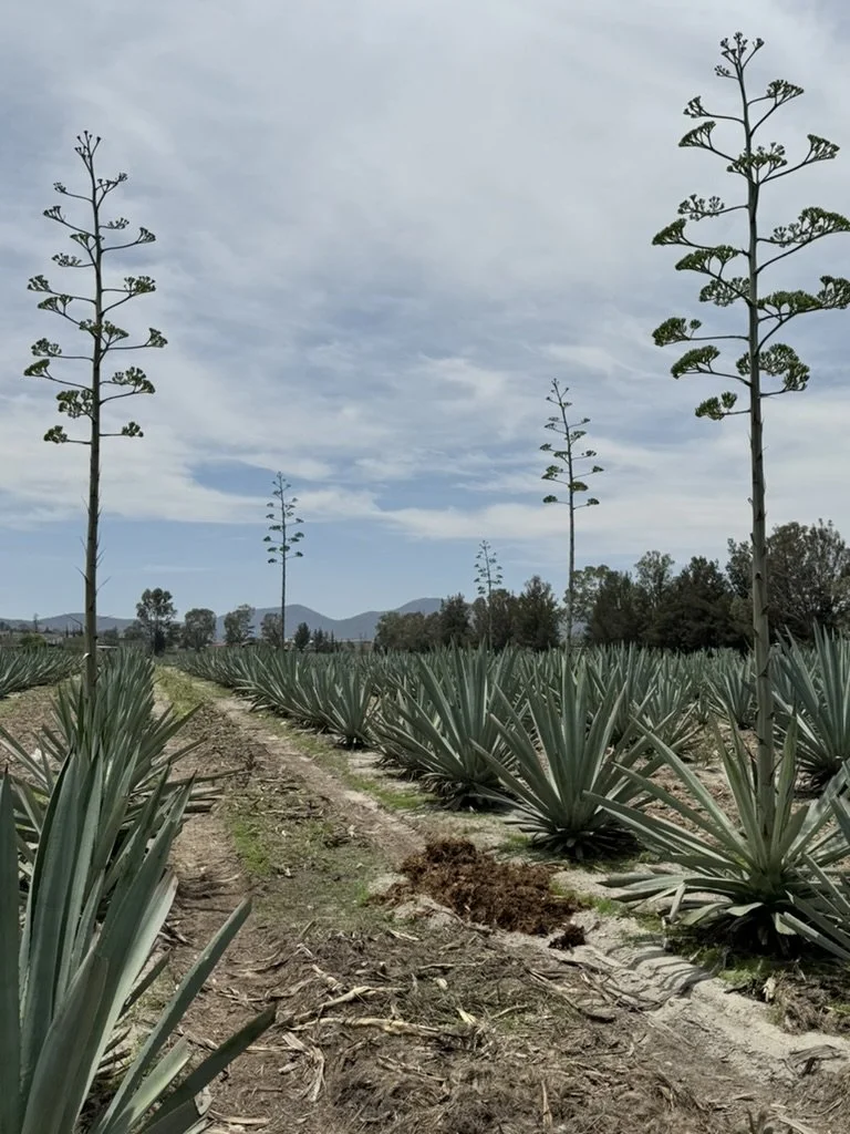 17A94167-8ABA-46D1-B1AD-274FA80BE127_1_105_c.jpeg
