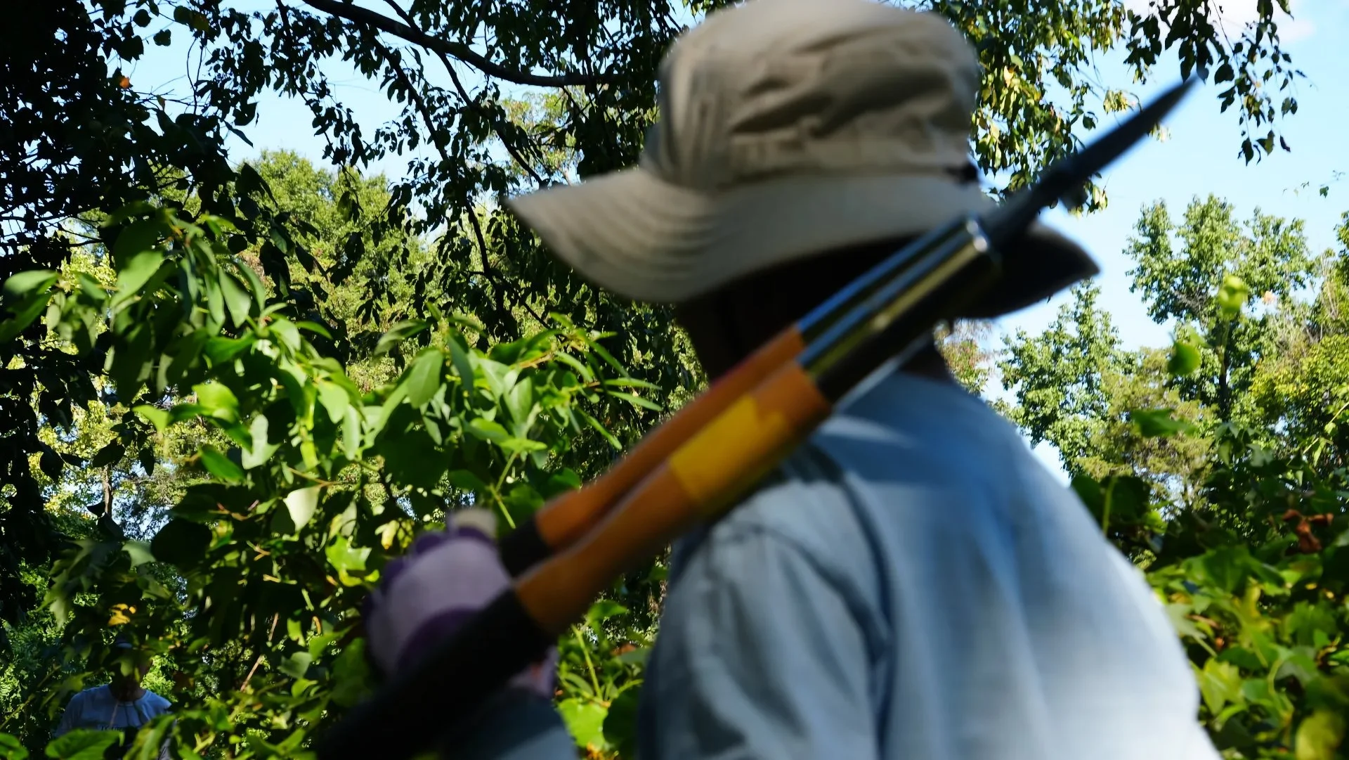 As Invasive Vines Threaten to Strangle Our Trees, Volunteers Are Fighting Them Back
