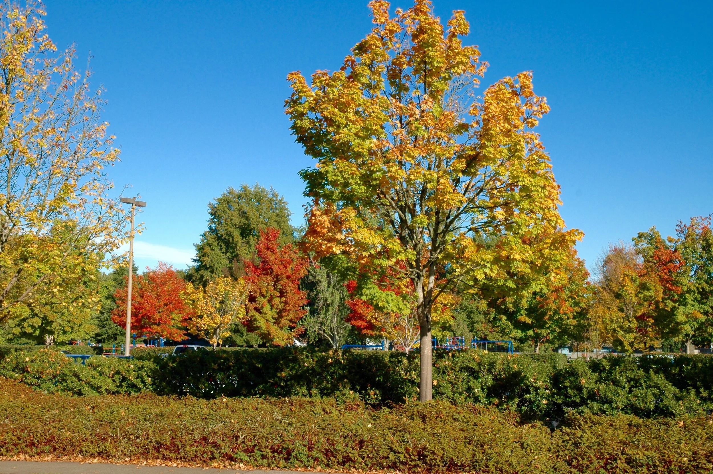 View of Willamalane Park from Our Office