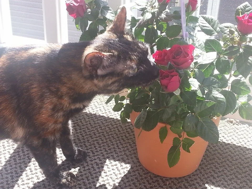 Sometimes Eclair likes to stop and smell the roses.