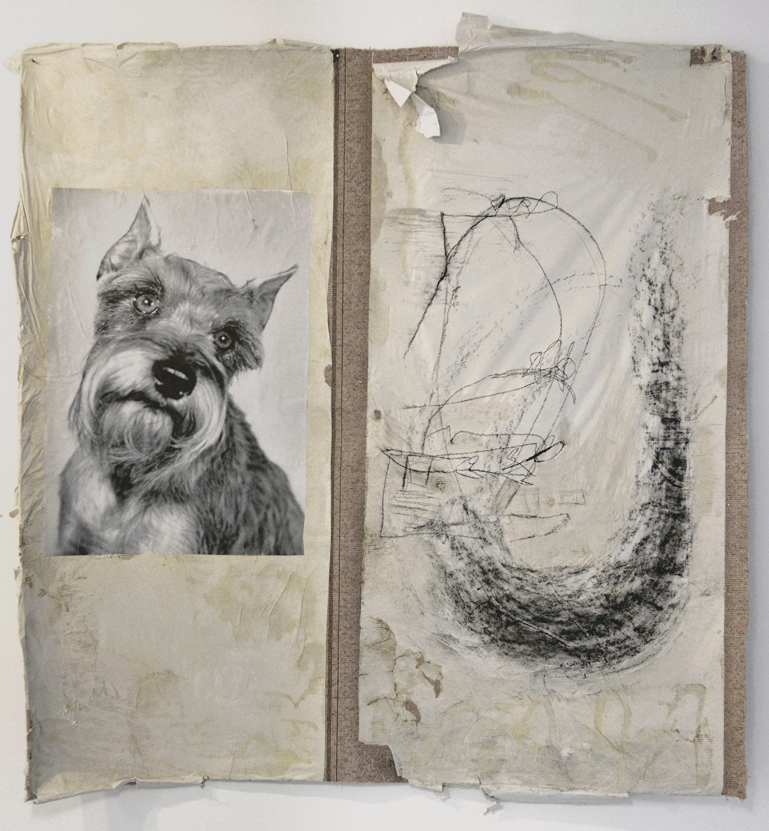    Idiotic and Profound: The Schnauzer     reproduced image, charcoal, and paper on carpet    90” x 70”     