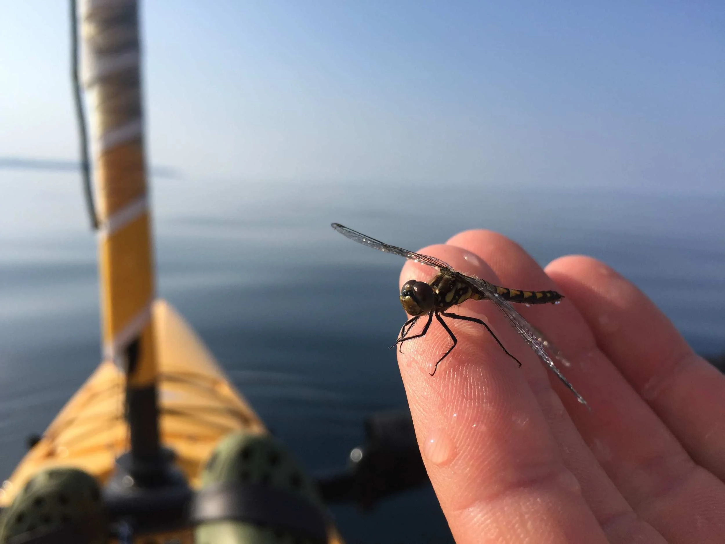 The Pedalling Trimaran - Hobie Adventure Island