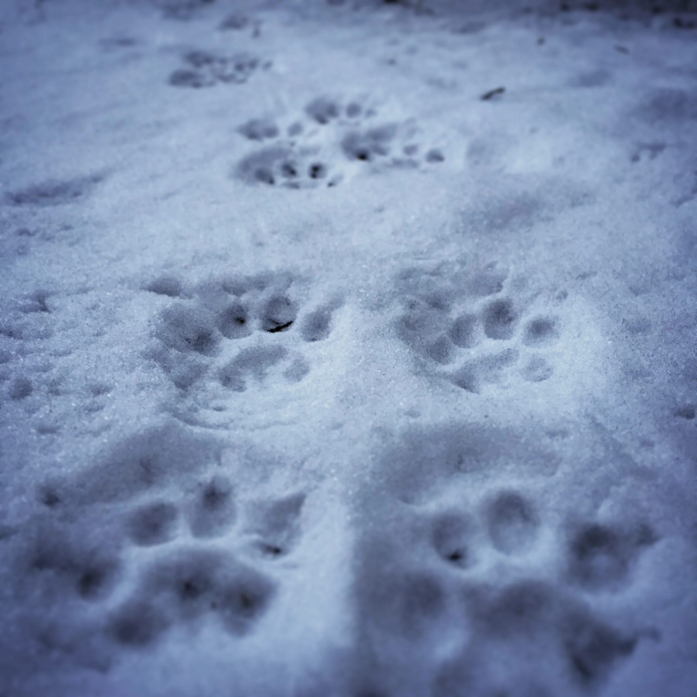 I believe these are wolf tracks.