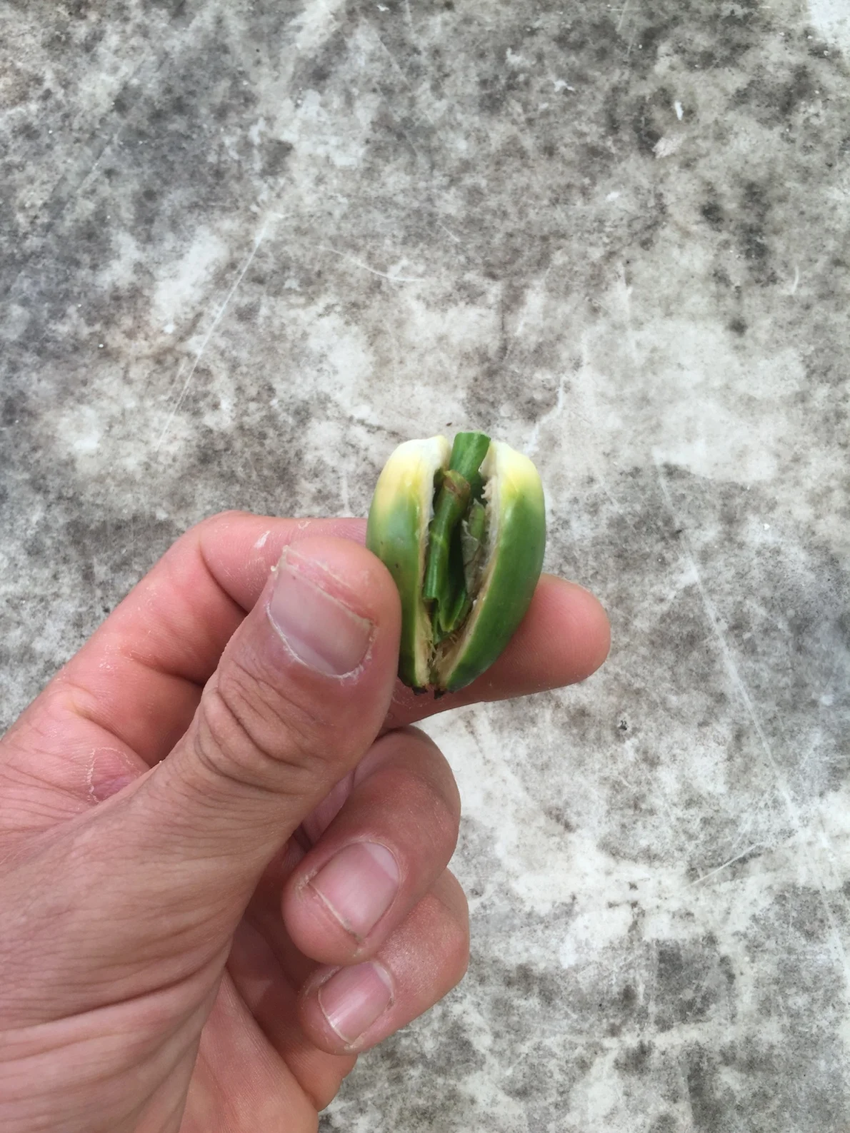 My first betelnut experience. Fresh from the tree where I paddled to Dolce.