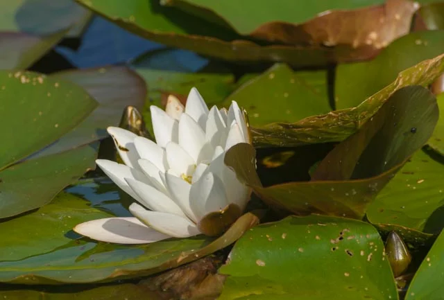 Bergianska  (27 av 374)70.0-300.0 mm f-4.5-5.6.JPG