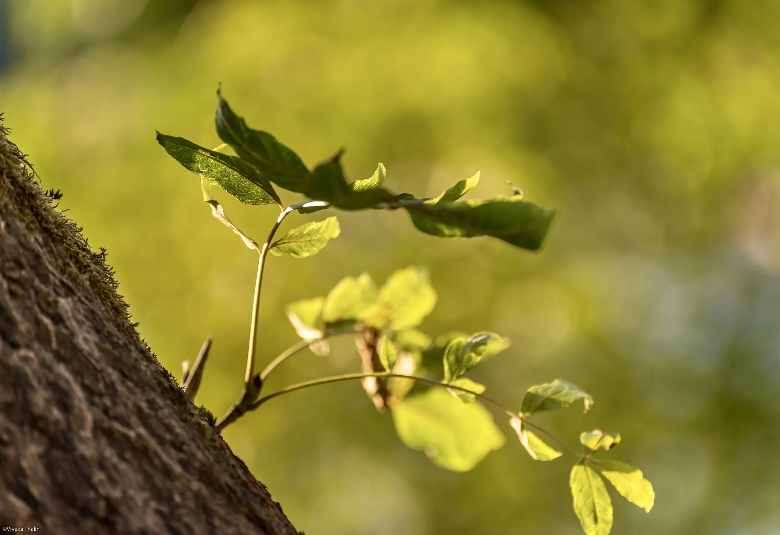 Årstaviken  (94 av 249)70.0-300.0 mm f-4.5-5.6.jpeg