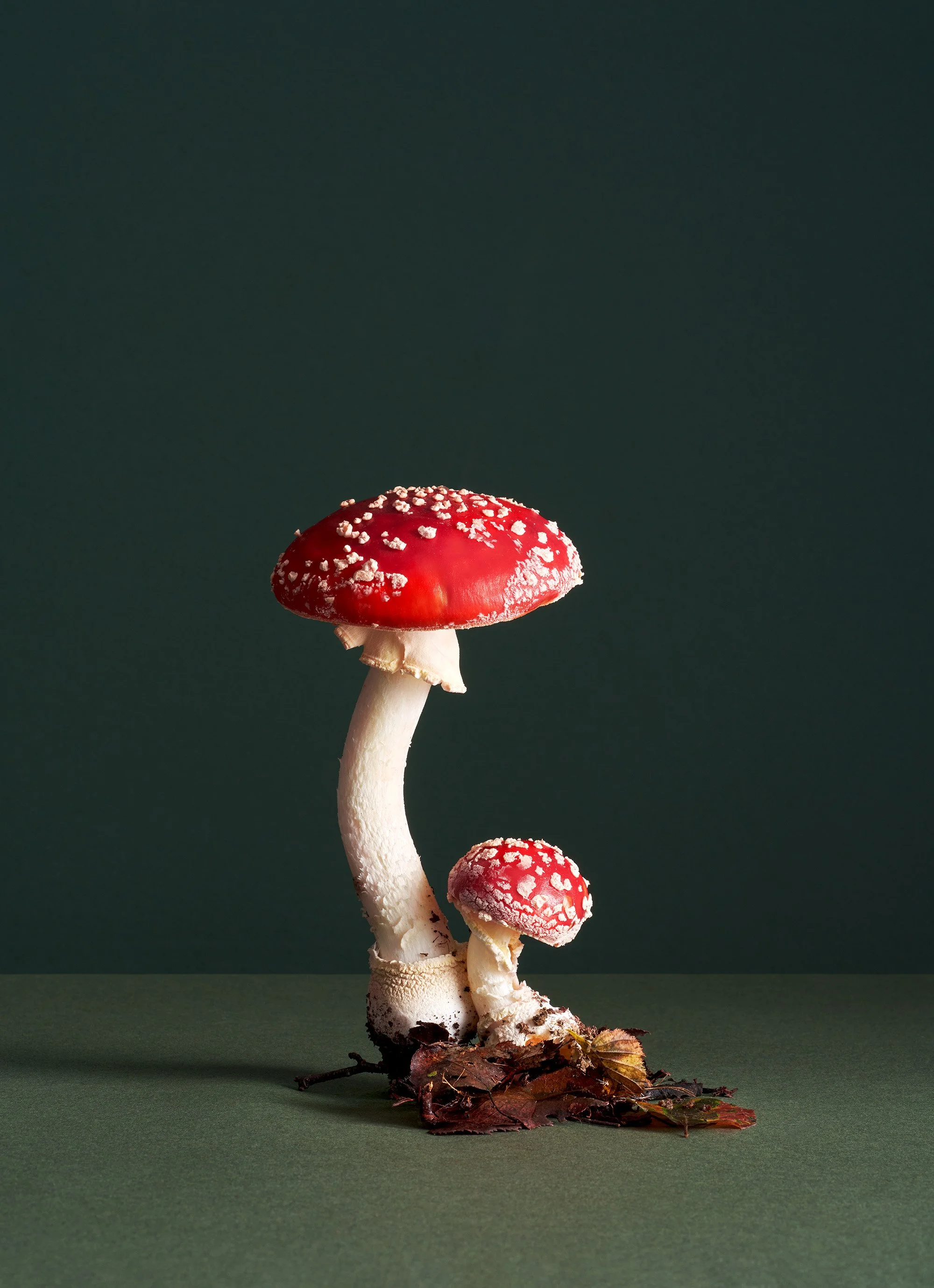 2023_06_Bilderbub_Spirig_Pilze_18.jpg