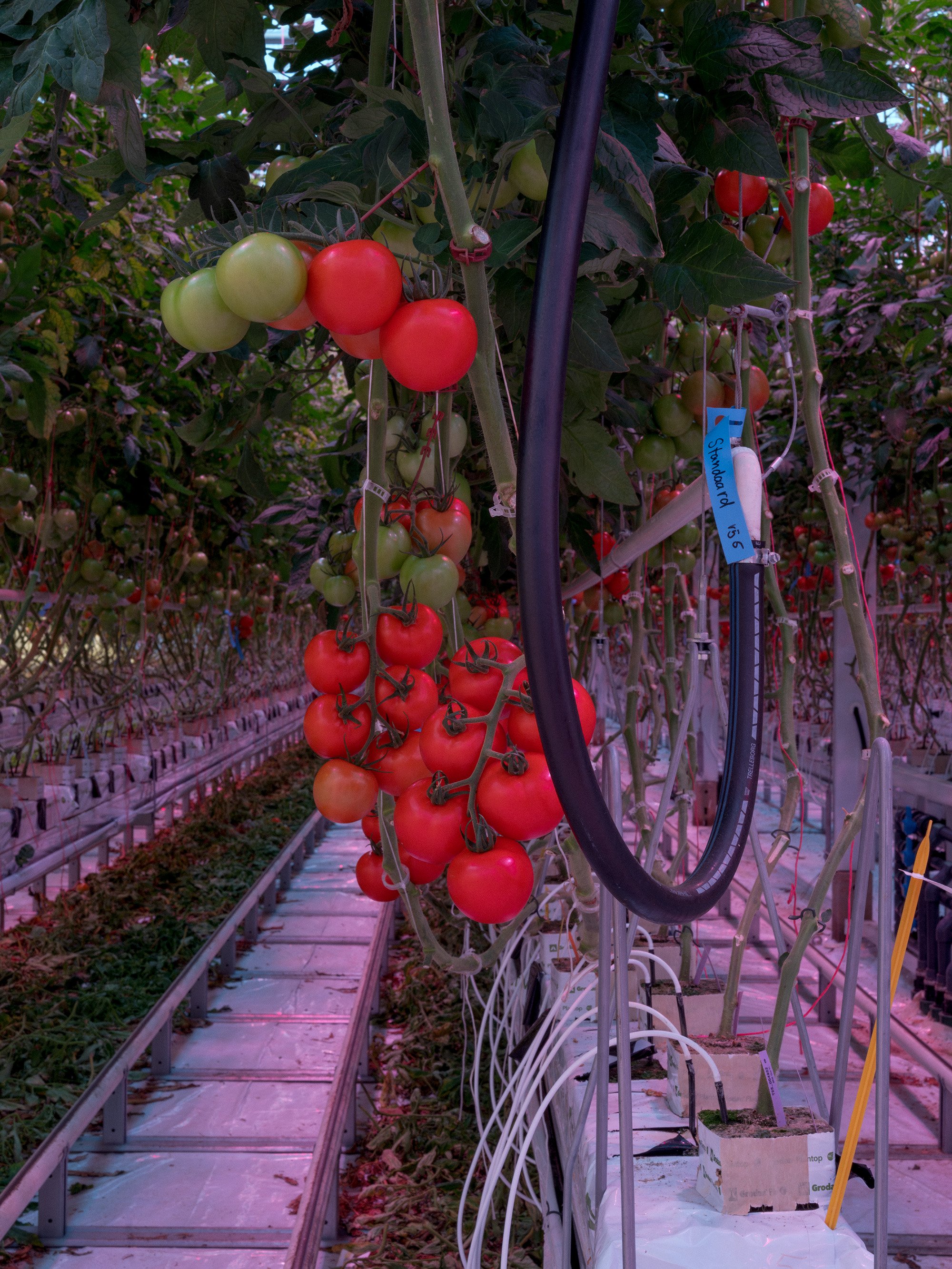 2026_01_Bilderbub_Spirig_Rihs_Tomaten_37.jpg