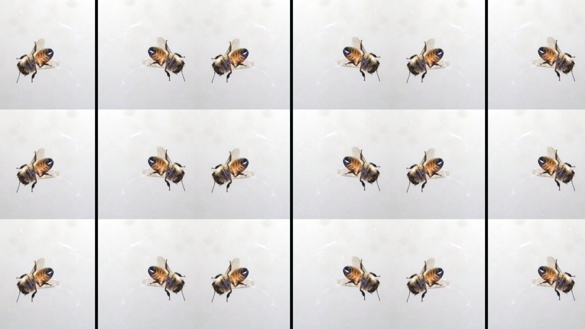 video still 01.jpg